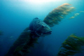   Magestic One.Black Sea Bass Giant Anacapa Island. These giants occur annually when water temperatures climb.Taken Canon Digital Rebel 1022mm zoom Ikelite Housing. Shot f7.1 1125. One. One Island climb. climb 10-22mm 10 22mm Housing f/7.1 f/71 f/7 7.1 1/125. 1/125 125.  